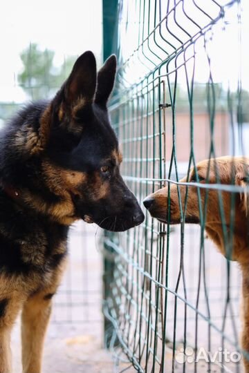 Молодой овчар Покер. Спасите из приюта
