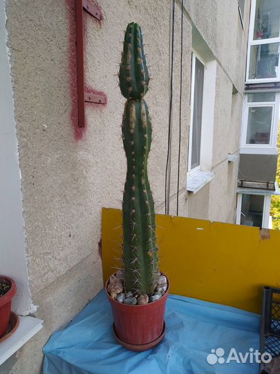 Продам кактус, высота примерно 0,5 метра