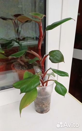 Phillodnedron White Knight/Филодендрон Вайт Кнайт