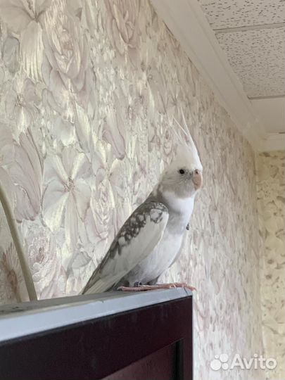 Ручной попугай корелла с клеткой