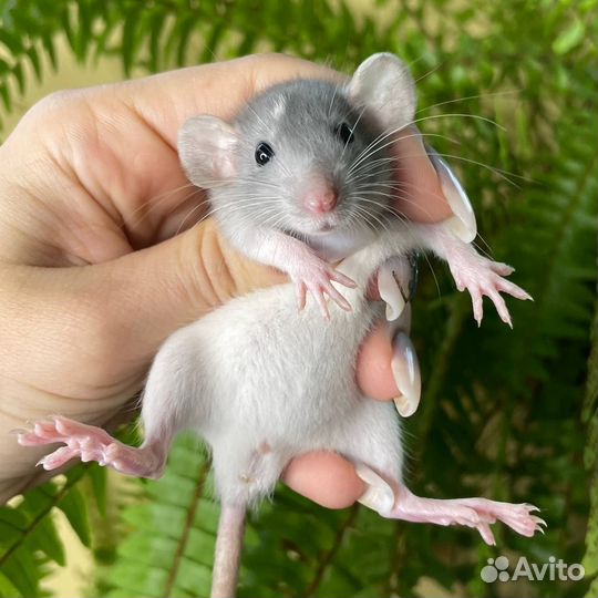 Крыса. Крысята. Дамбо крыса. Питомник