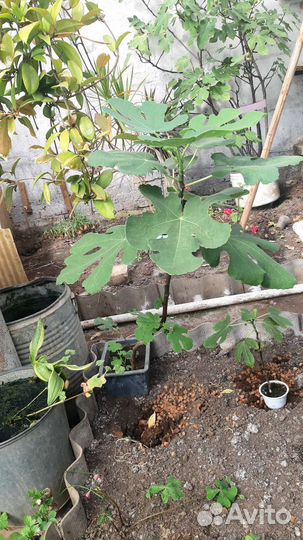 Саженцы инжира