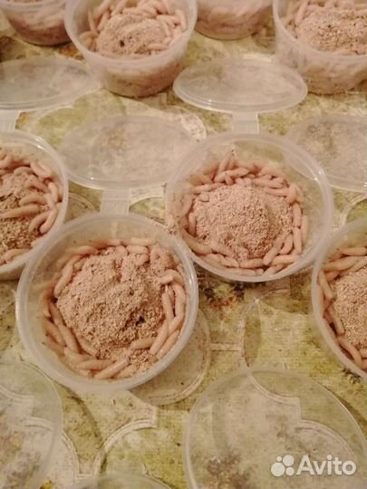 Опарыш оптом