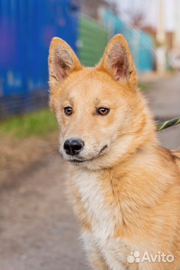 Лис- метис хаски