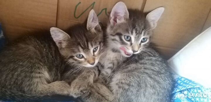 Кошка в дар