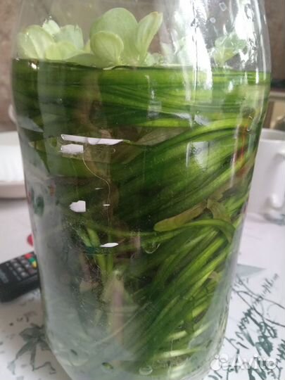 Водоросли для аквариума, цена за банку