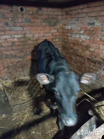 Теленок бычок 3 месяца