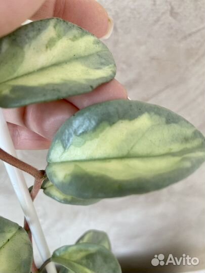 Хойя carnosa Argentea Princess