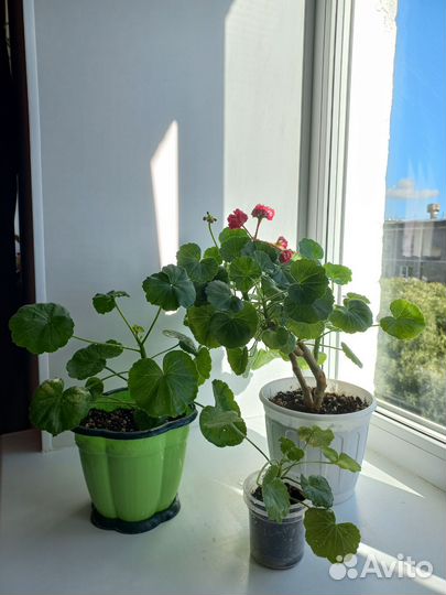 Пеларгония герань