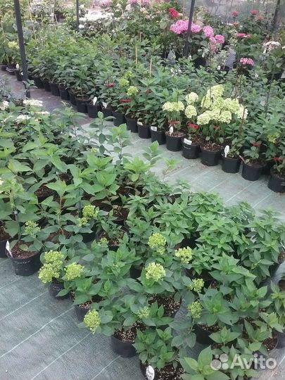 Гортензия метельчатая, древовидная, крупнолистная