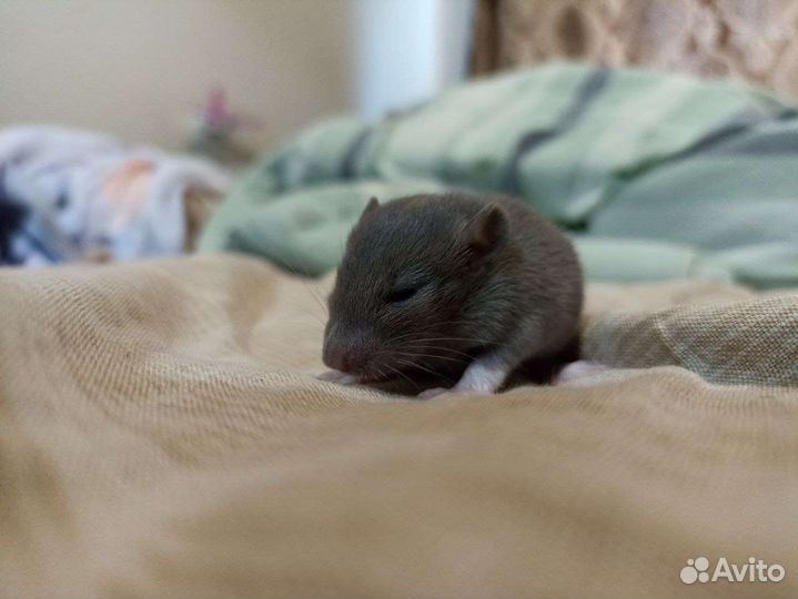 Крысята декоративные дамбо