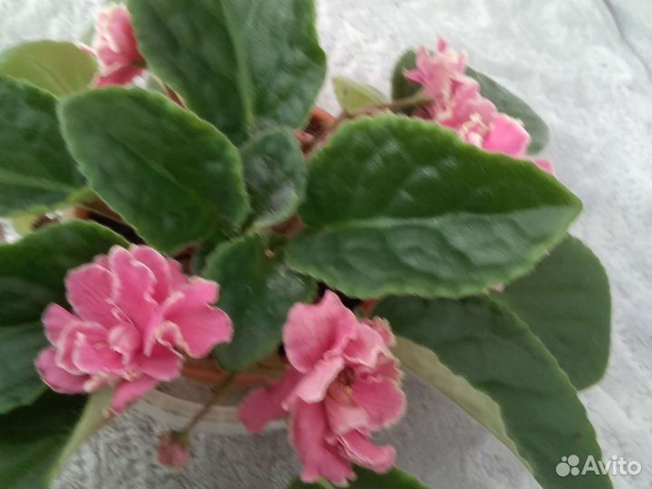 Цветущие фиалки