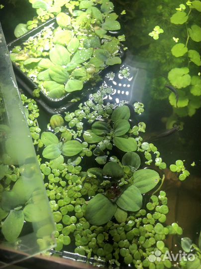 Растения для аквариума