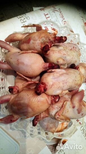 Яйца перепелиные, тушка, цыплята