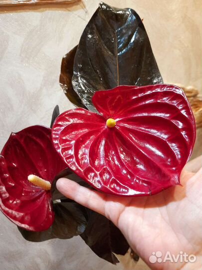 Антуриум деликата джаст перфекционист