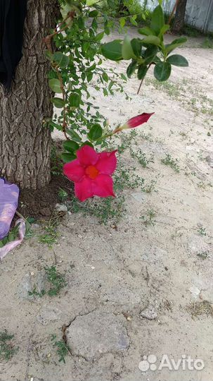 Дипладения (мандевилла)