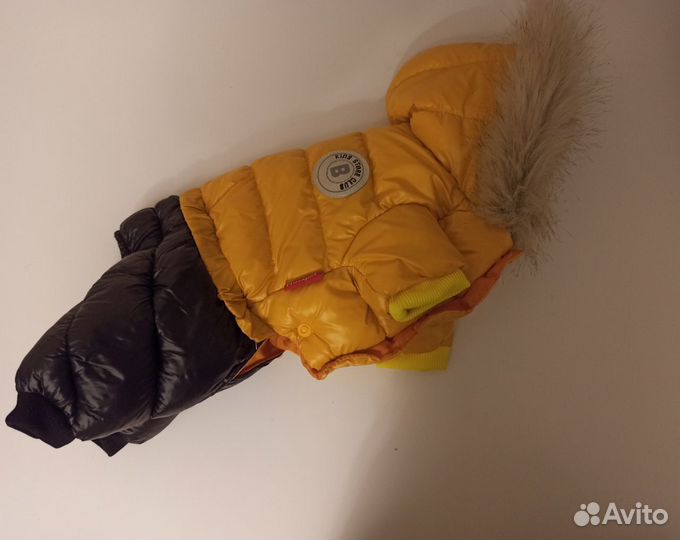 Одежда для чихуа