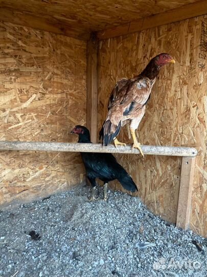 Бойцовые куры