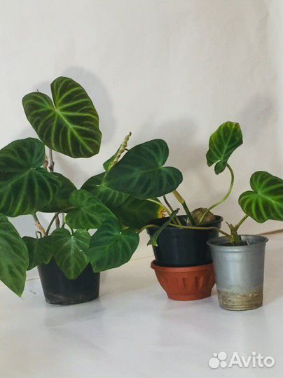 Филодендроны