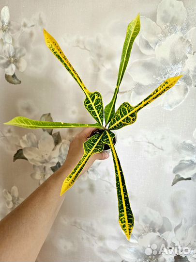 Кротон Yellow veination