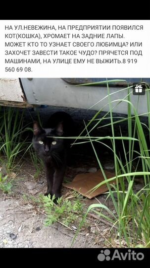 Котик ищет дом