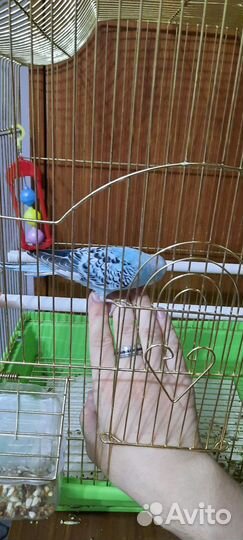 Волнистый попугай с клеткой