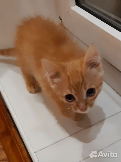 Котик