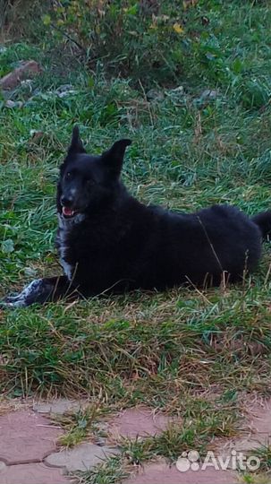 Собаке нужен дом