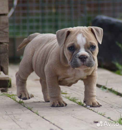 Девочка американский булли