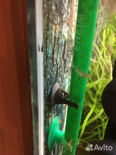 Креветки Вишни аквариумные, мох яванский