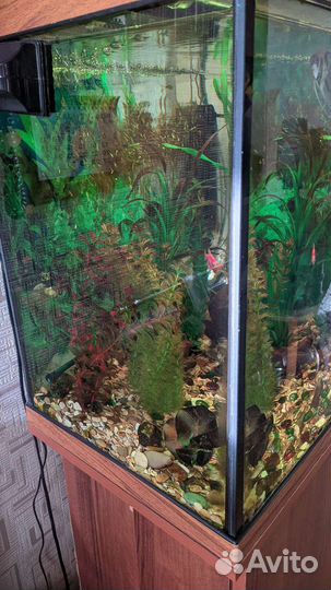 Аквариум 126 л. с рыбами