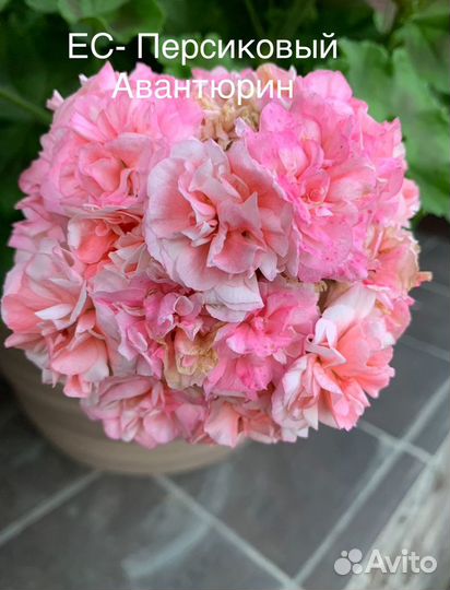 Пеларгония герань