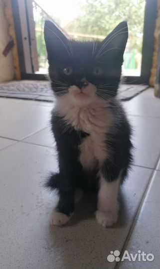 Котята в добрые руки бесплатно