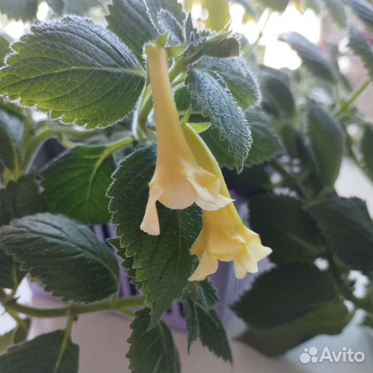 Ростки ахименеса, несколько сортов