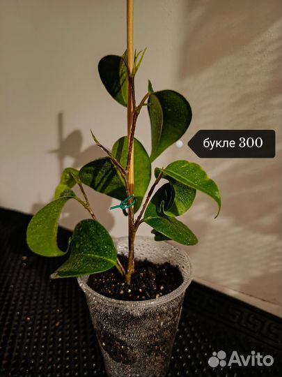 Фикусы Альбомаргината, Букле, Даниэль, Бафт, Неон