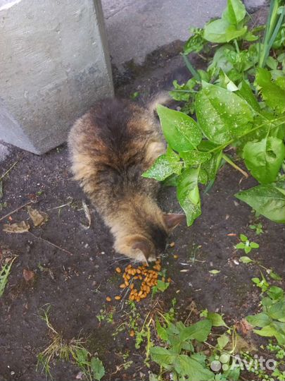 Кошка в дар