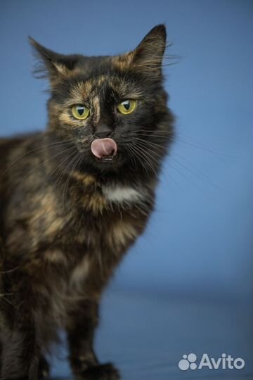 Кошка в дар бесплатно