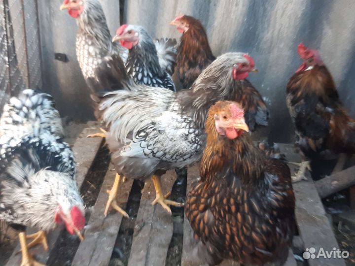 Петухи породистые
