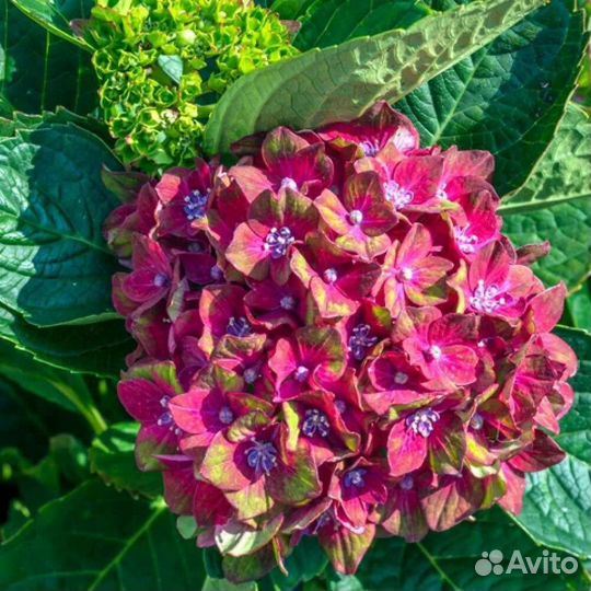 Гортензия крупнолистная в горшке