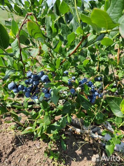 Саженцы голубики 4х, 5—летние