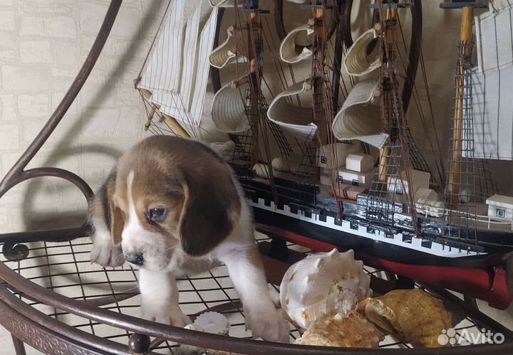 Щенки бигль