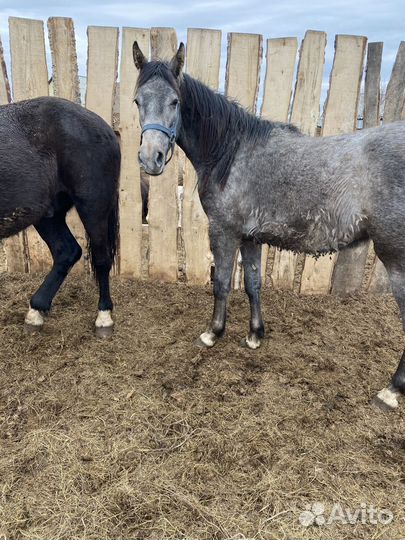 Продам коней