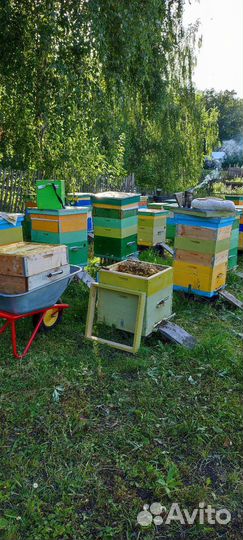 Башкирский мед, мёд, рамка, сотовый мед с пасеки
