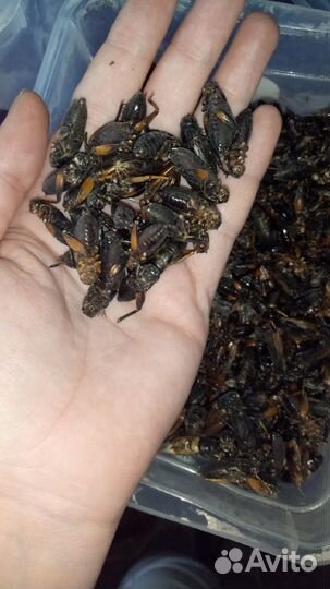 Сверчки двупятнистые, зоофобас, тур. таракан