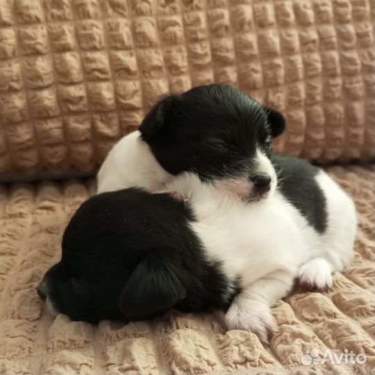 Щенки чихуахуа