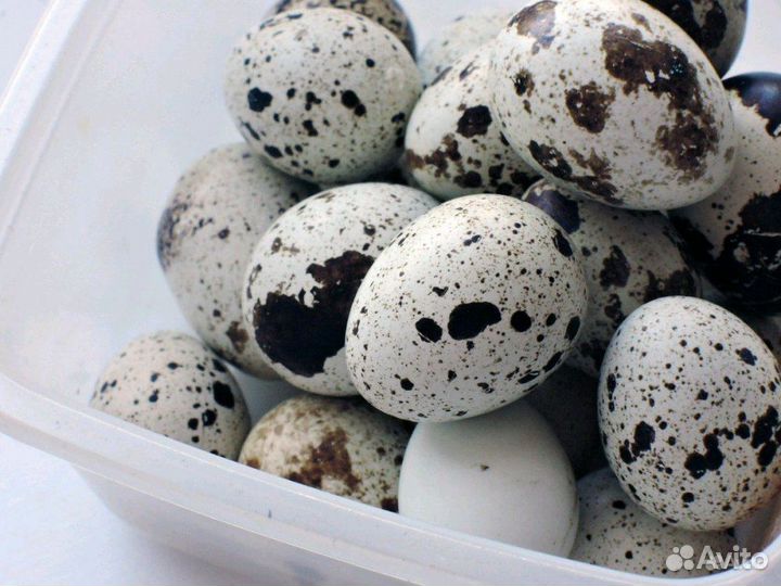 Яйца перепелиные домашние