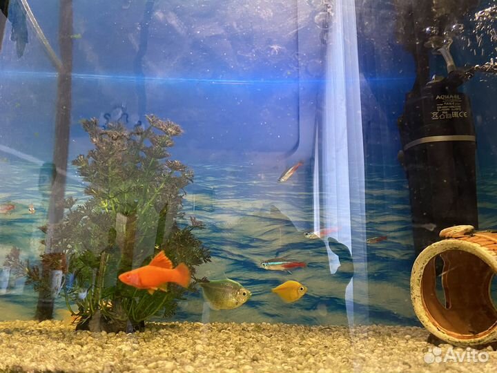 Аквариум с рыбками