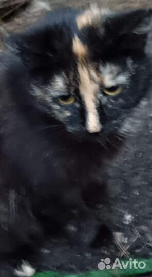 Кошка