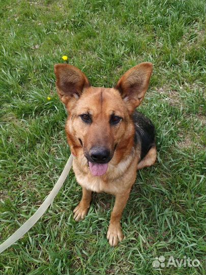 Собака Забава в добрые руки