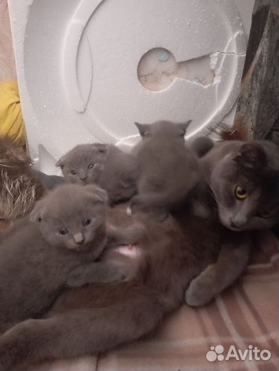 Британские котята